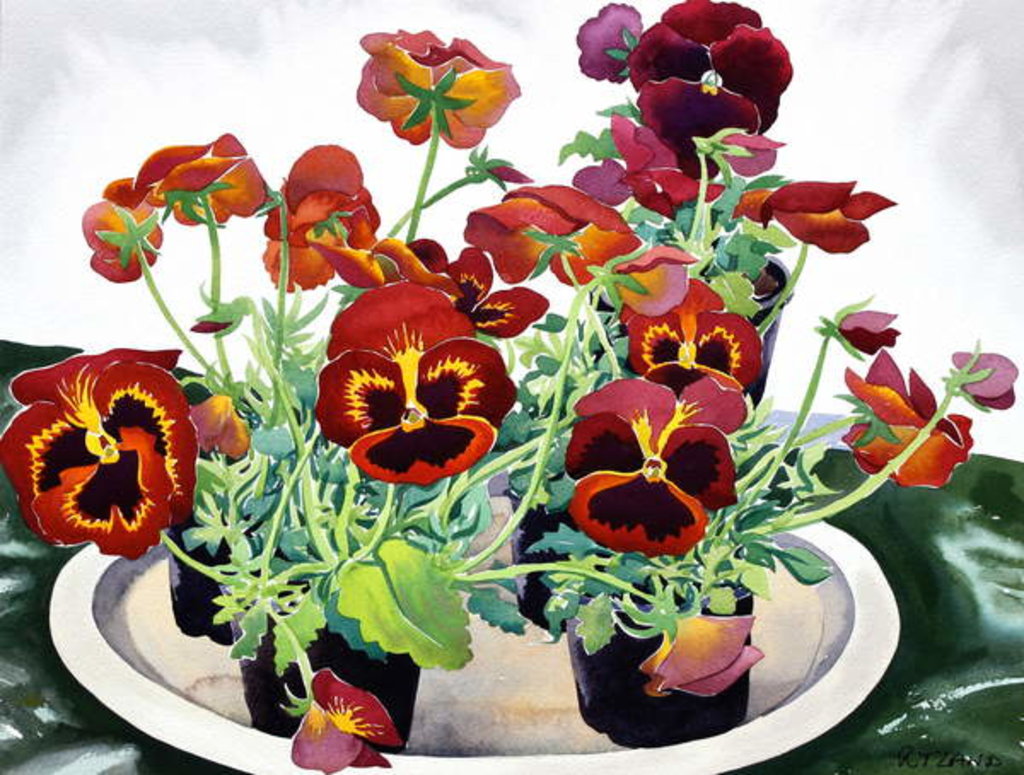 Detail of Pansies, 2018 by Christopher Ryland