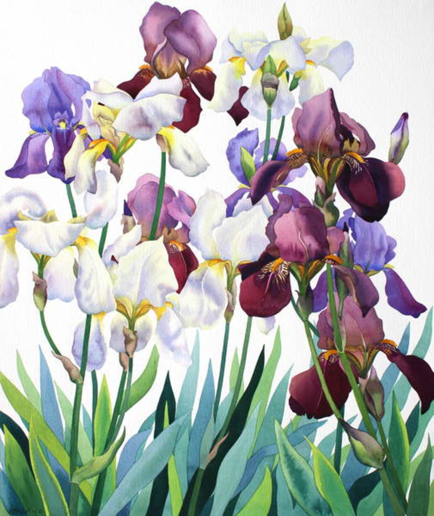 Detail of White and Purple Irises, 2018 by Christopher Ryland