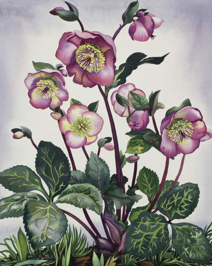 Detail of Hellebore, 2019 by Christopher Ryland