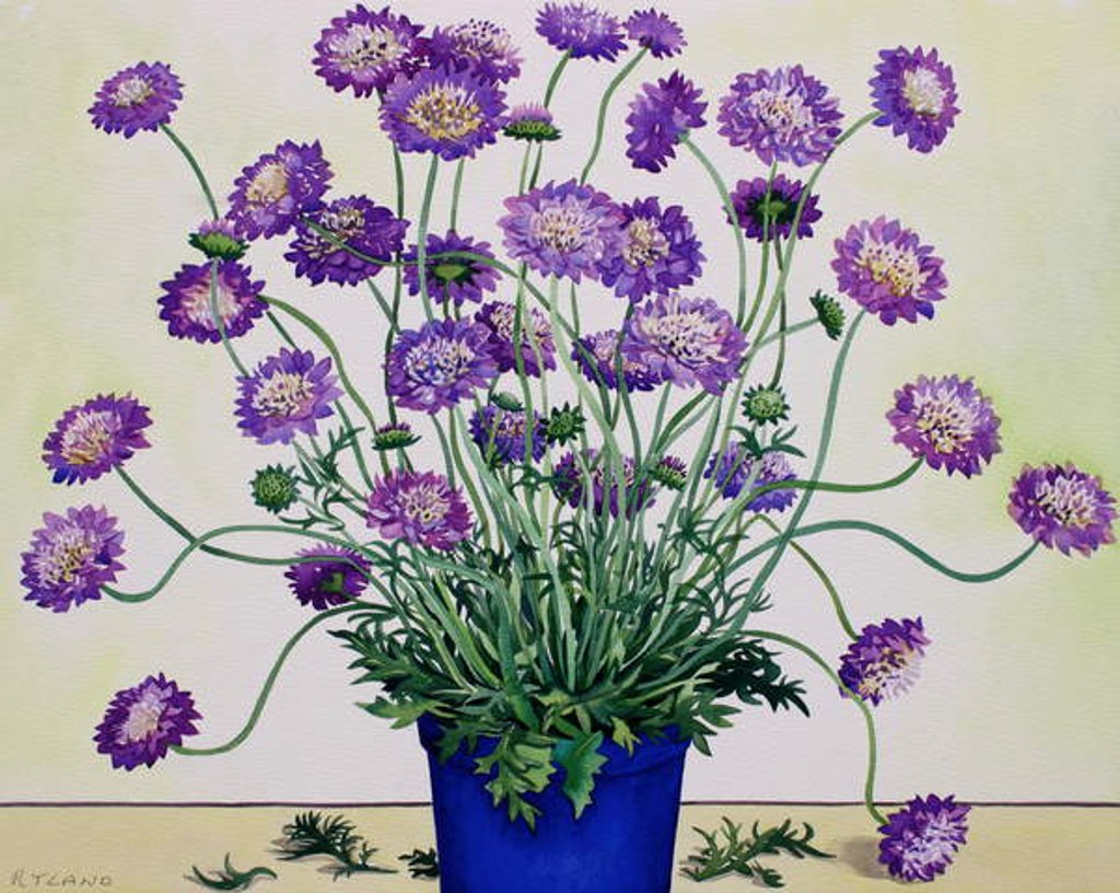 Detail of Scabious, 2019 by Christopher Ryland