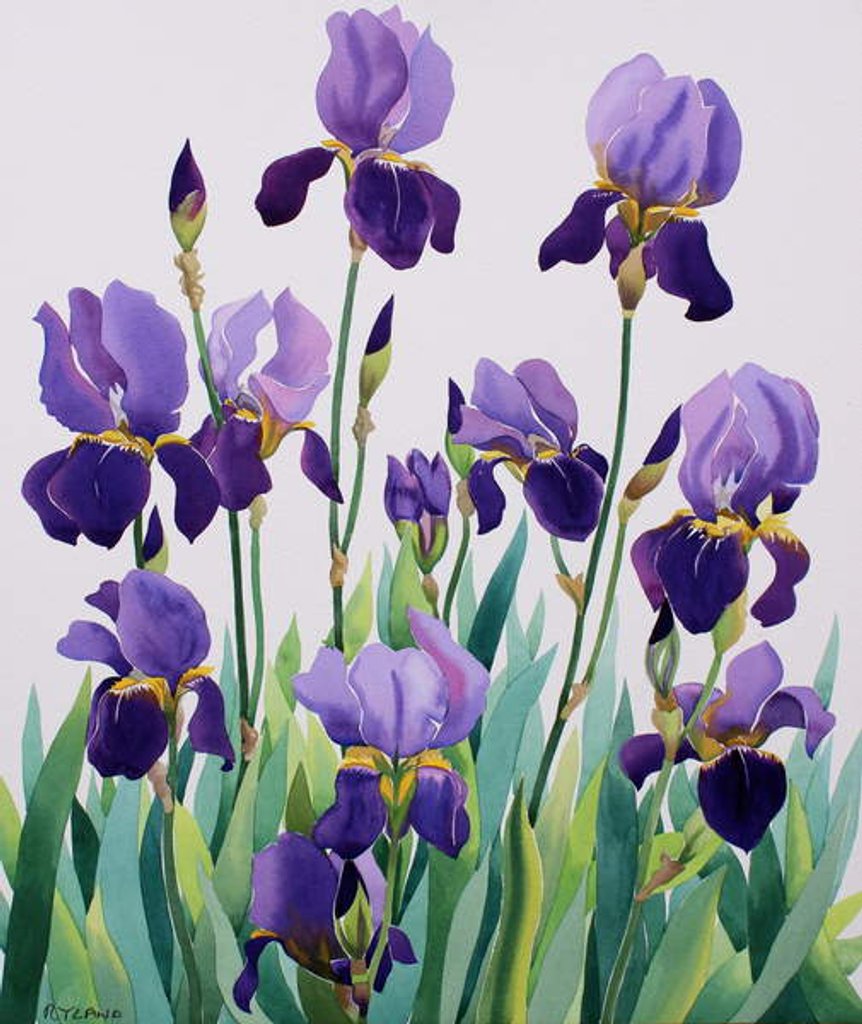 Detail of Purple Irises, 2019 by Christopher Ryland