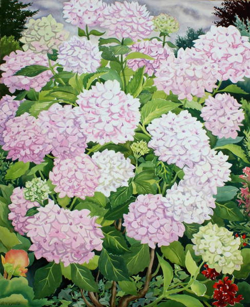 Detail of White Hydrangea, 2019 by Christopher Ryland