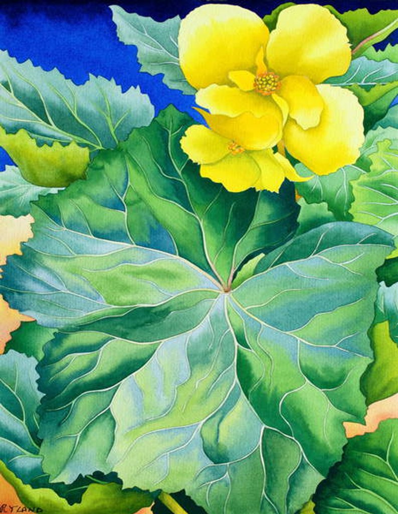 Detail of Yellow Begonia, 2019 by Christopher Ryland
