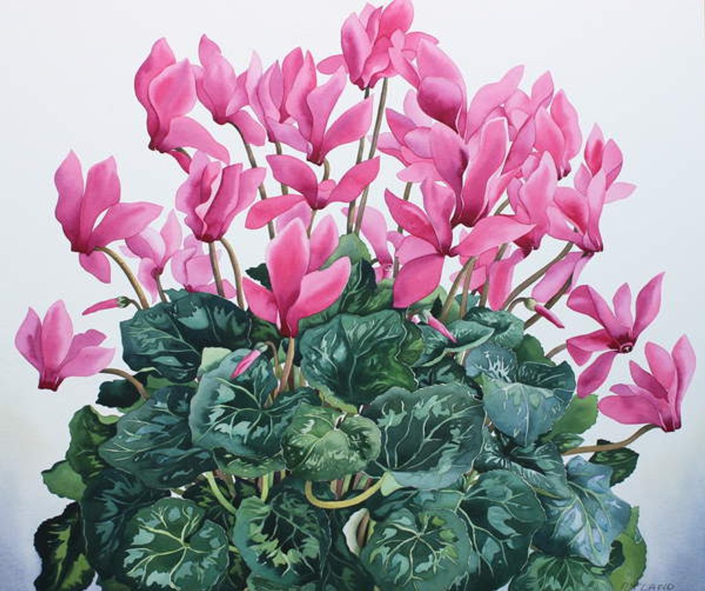 Detail of Cyclamen Portrait, 2020 by Christopher Ryland