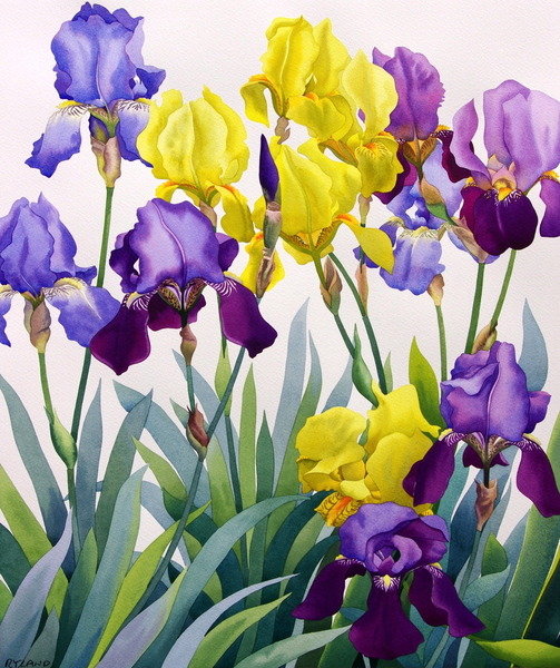Detail of Yellow and Purple Irises by Christopher Ryland