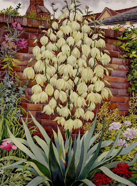 Detail of Flowering Yucca by Christopher Ryland