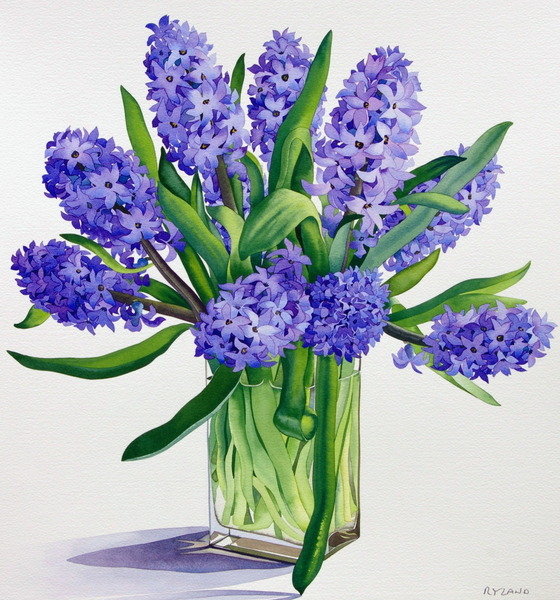 Detail of Blue Hyacinths by Christopher Ryland
