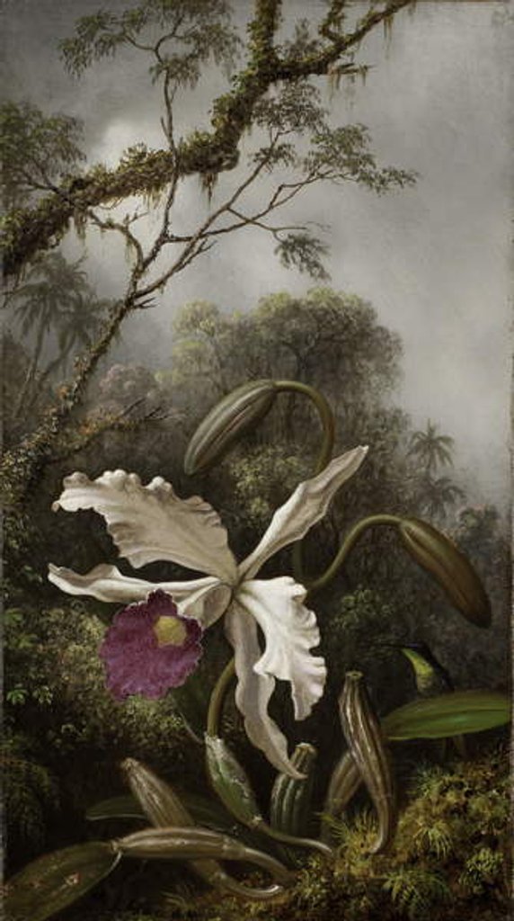 Detail of Hummingbird with White Orchid, 1875-1885 by Martin Johnson Heade