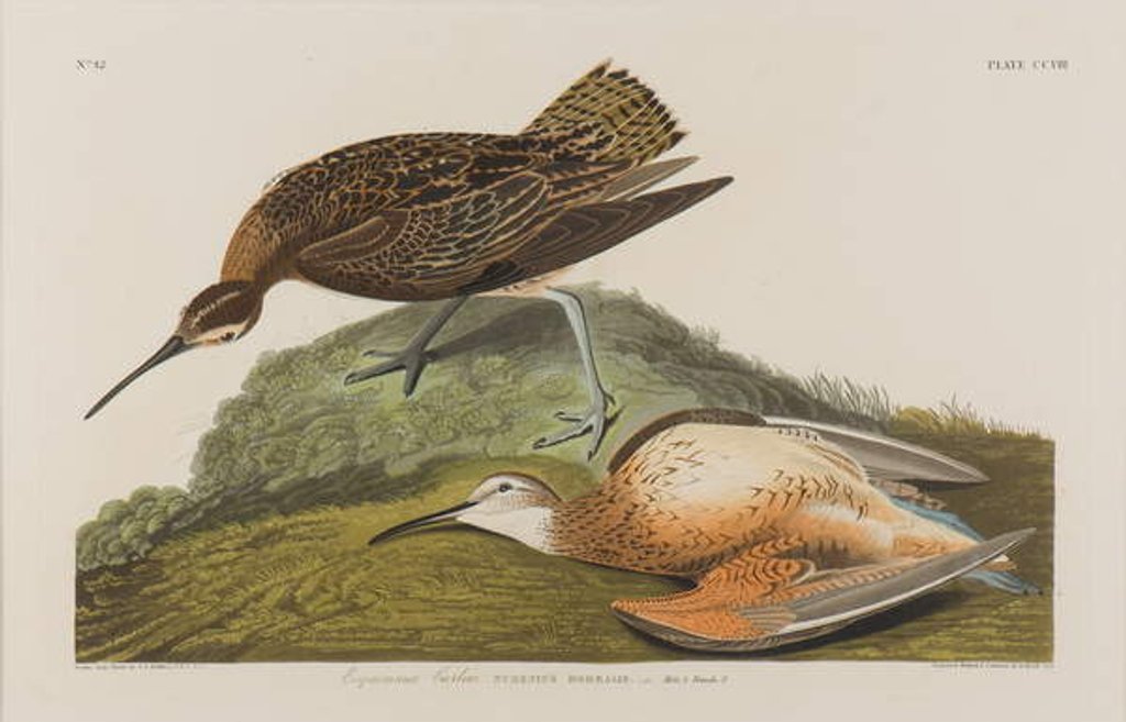 Detail of Esquimax Curlew, 1834 by John James Audubon