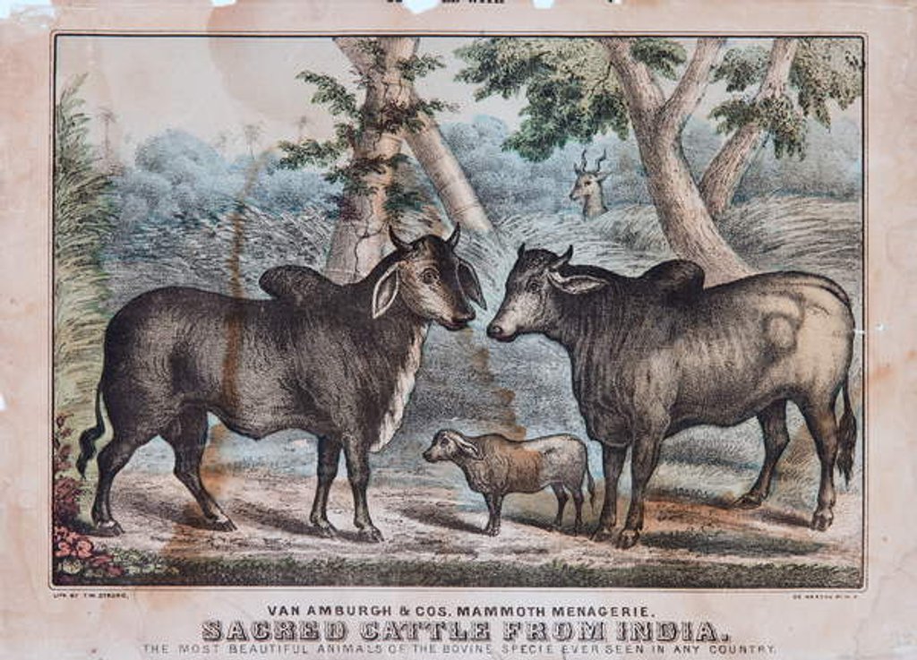 Detail of Sacred Cattle From India by T. W. Strong