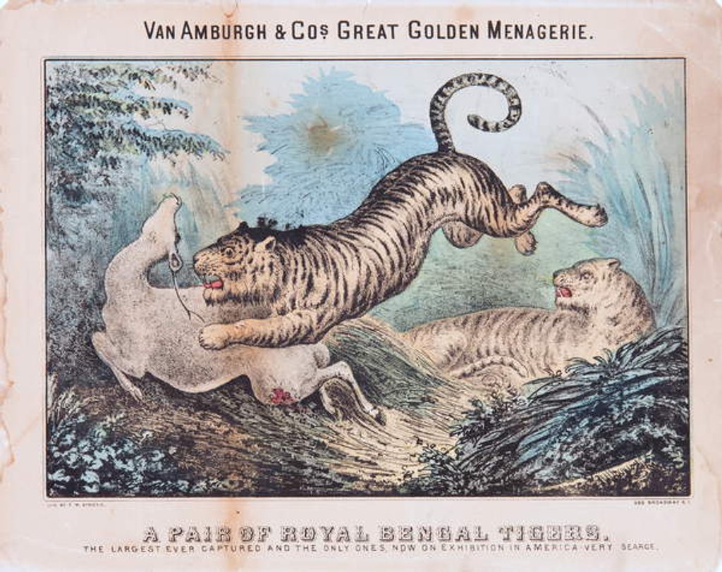 Detail of A Pair of Royal Bengal Tigers by T. W. Strong