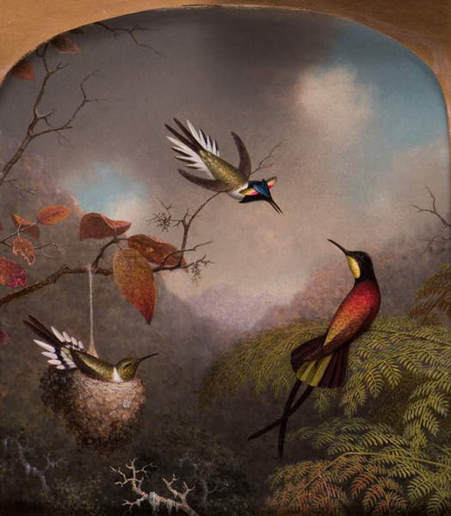 Detail of Hummingbirds: Two 'Sungems' and a 'Crimson Topaz', 1866 by Martin Johnson Heade