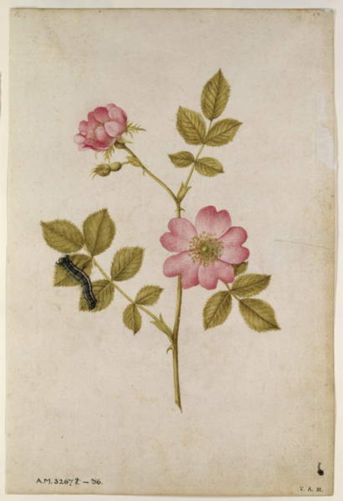Detail of Rosa Canina - Dogrose and Caterpillar by Jacques Le Moyne