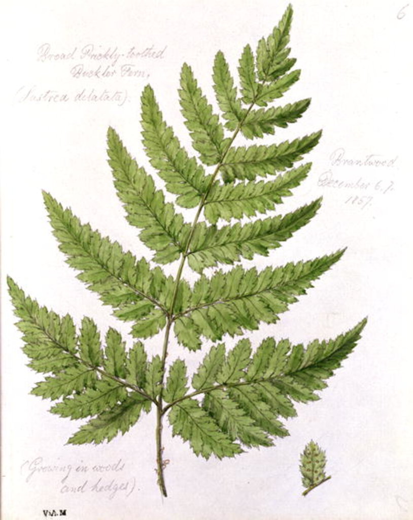 Detail of Broad Prickly-toothed Buckler Fern by William James Linton
