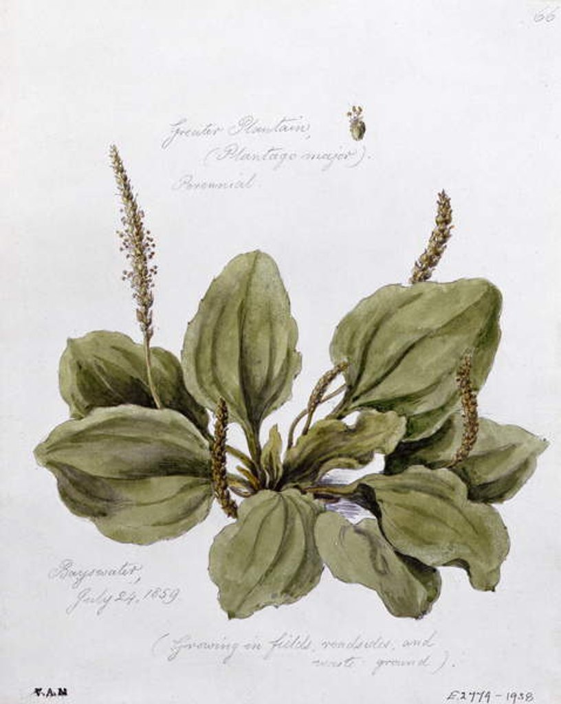 Detail of Greater Plantain, painted at Bayswater, 24th July 1859 by William James Linton