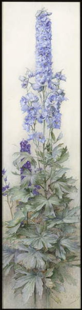 Detail of Delphiniums, c.1920 by James Valentine Jelley