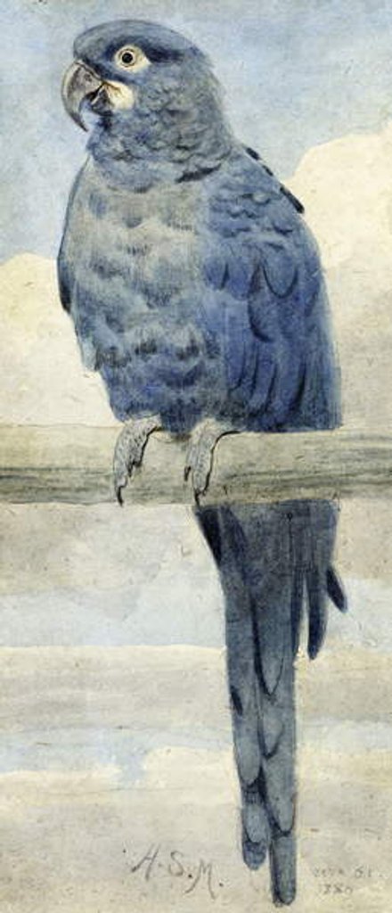 Detail of Hyacinthine Macaw, 1889 by Henry Stacy Marks