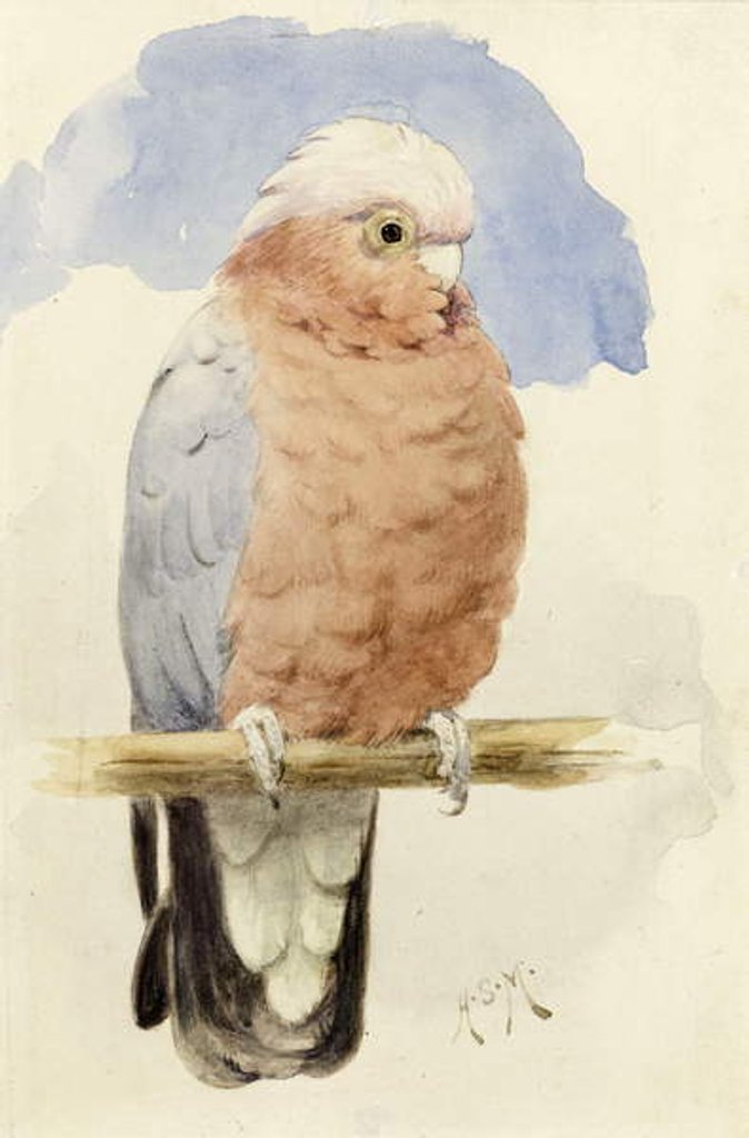 Detail of A Rose Breasted Cockatoo, c.1890 by Henry Stacy Marks