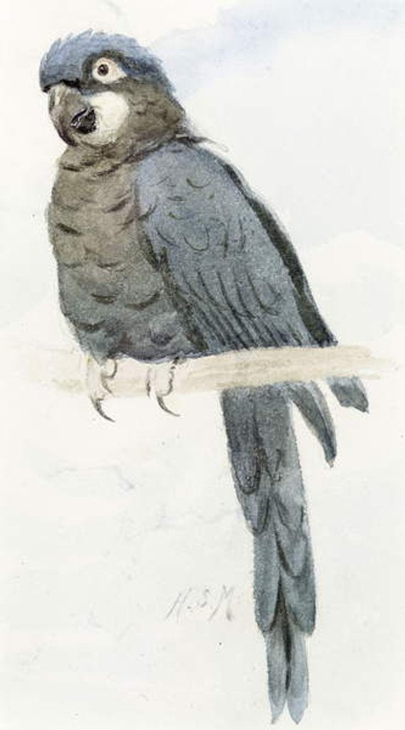 Detail of Hyacinth Macaw, c.1890 by Henry Stacy Marks