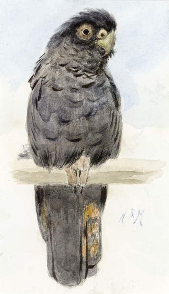 Detail of A Black Cockatoo, c.1890 by Henry Stacy Marks