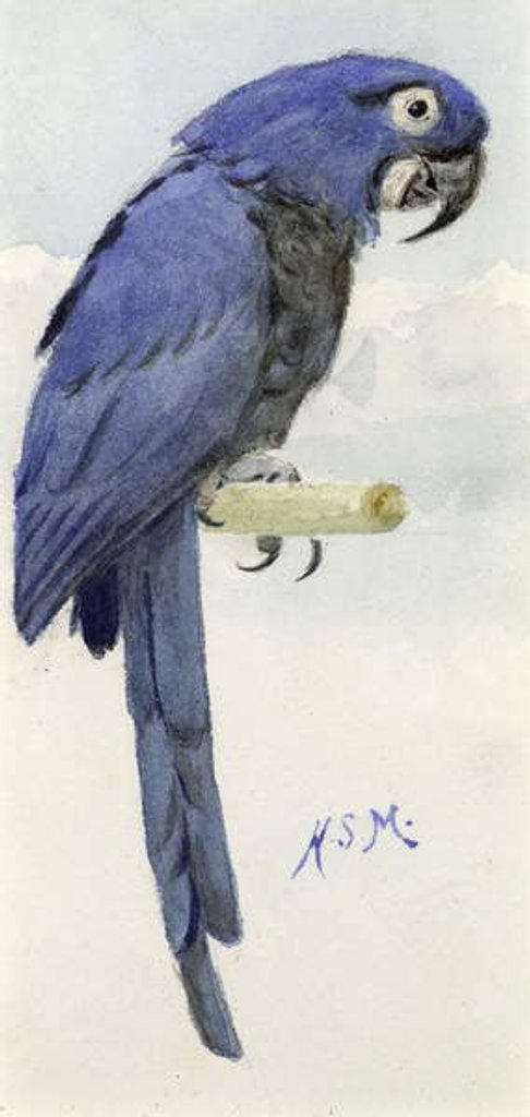 Detail of Hyacinth Macaw, c.1890 by Henry Stacy Marks