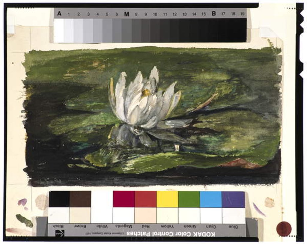 Detail of Water Lily in Sunlight, 1881 by John La Farge or Lafarge