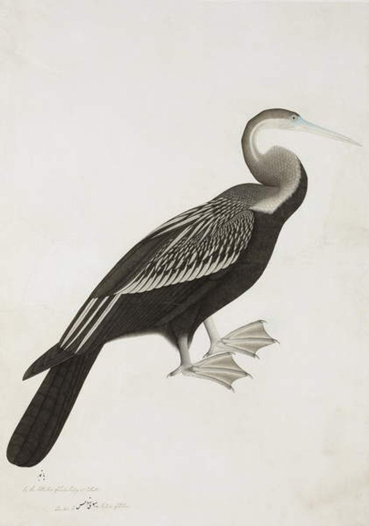 Detail of The Indian Darter or Snake-bird, c.1780 by Das Bhawani