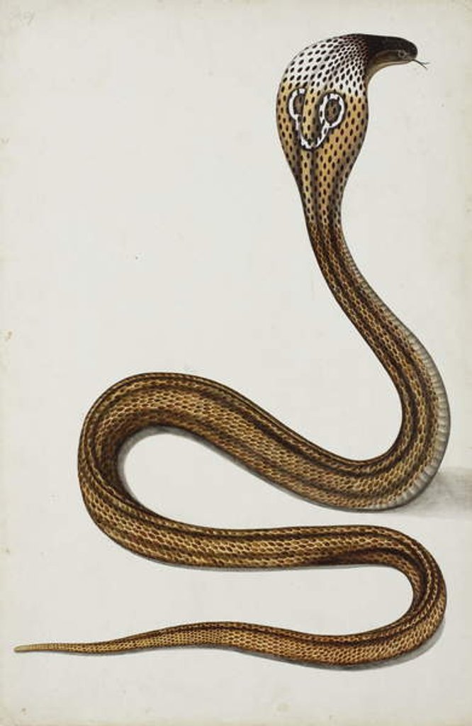 Detail of A cobra with hood spread, 1785-89 by Indian School