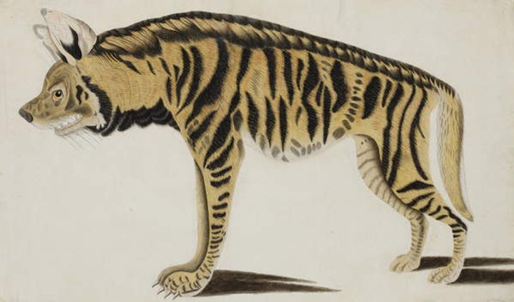 Detail of Hyena, after 1794 by Indian School