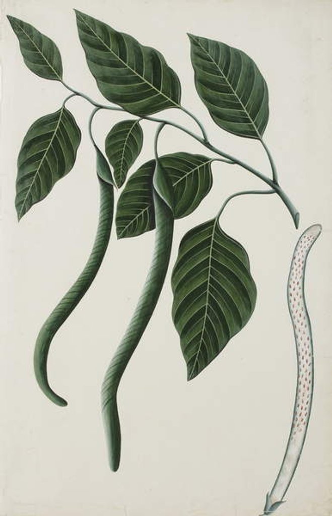 Detail of Fruit and leaves of one of the Bignoniaceae, 1785-89 by Indian School