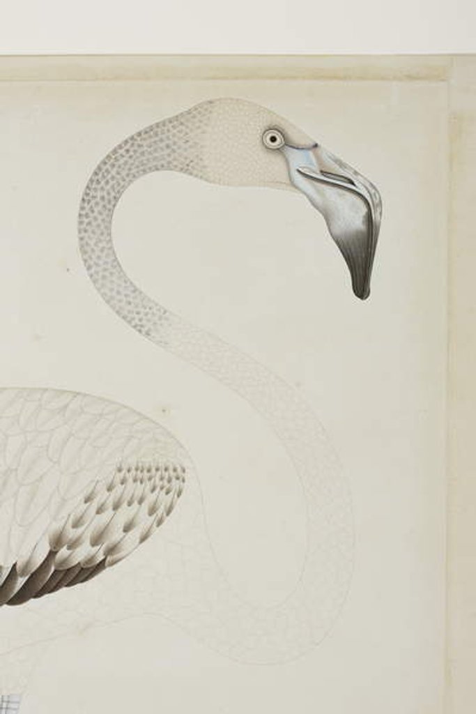 Detail of A flamingo, detail, c.1780 by Indian School