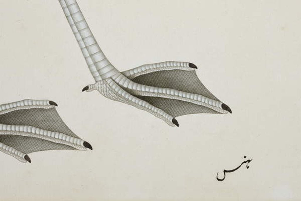 Detail of A flamingo, detail, c.1780 by Indian School