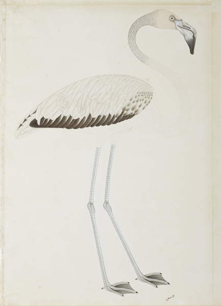 Detail of A flamingo, c.1780 by Indian School