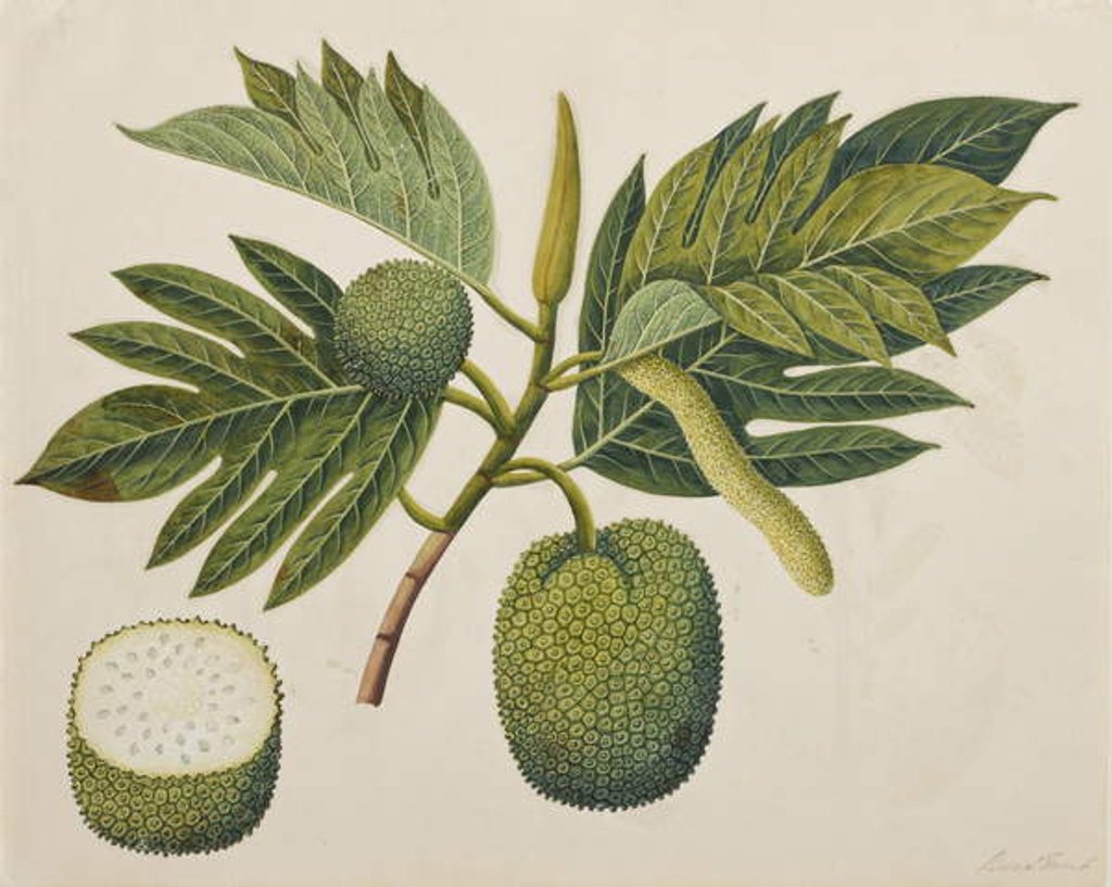Detail of Breadfruit flower, foliage, and fruit, c.1820 by Indian School