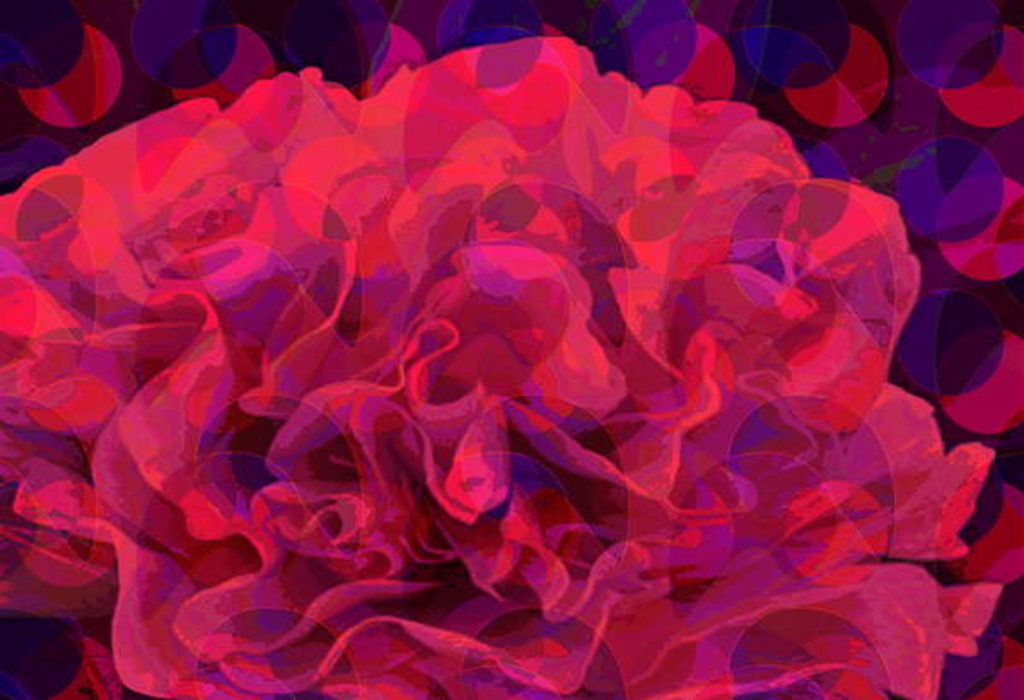 Detail of Carnation, 2010 by Scott J. Davis