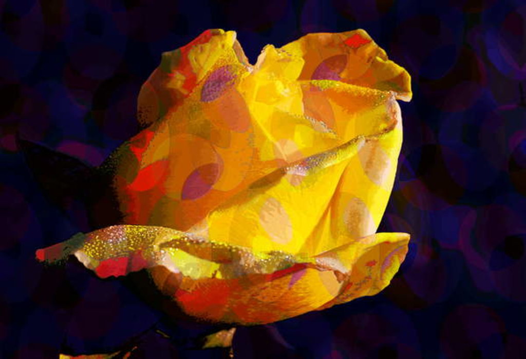 Detail of Yellow Rose, 2012 by Scott J. Davis