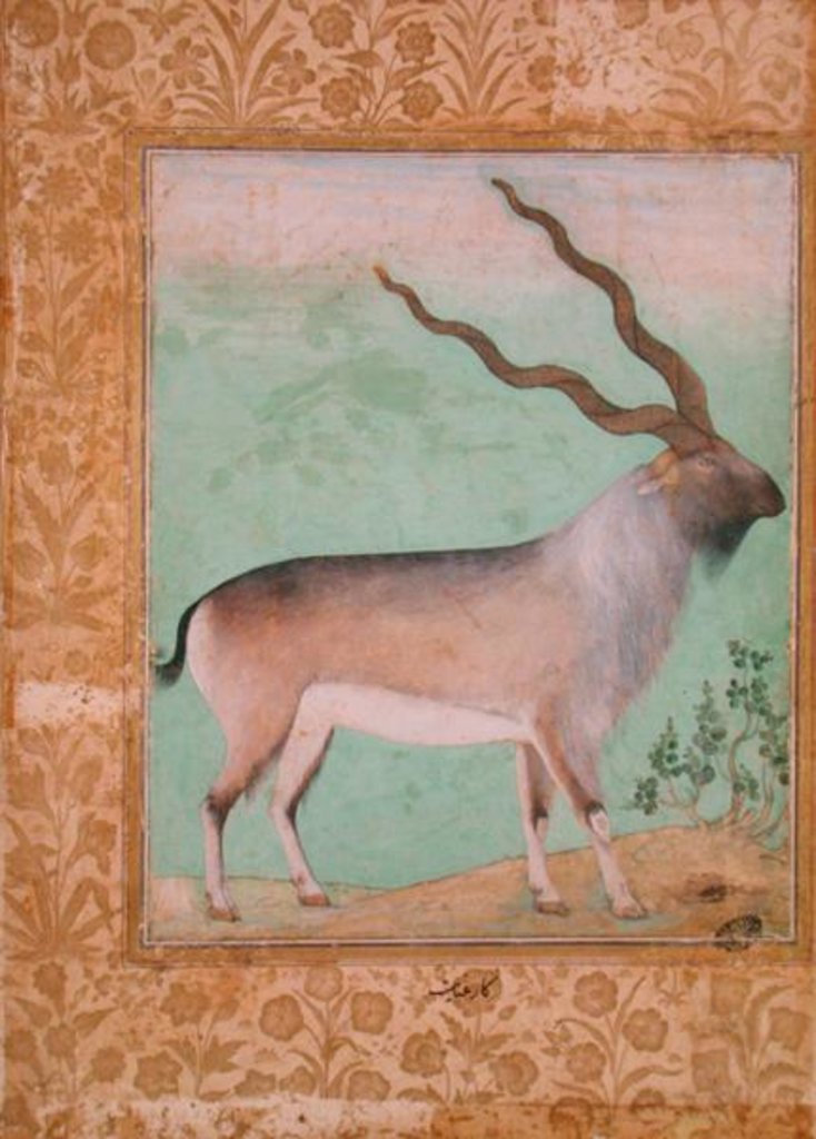Detail of Ibex, Mughal by Indian School