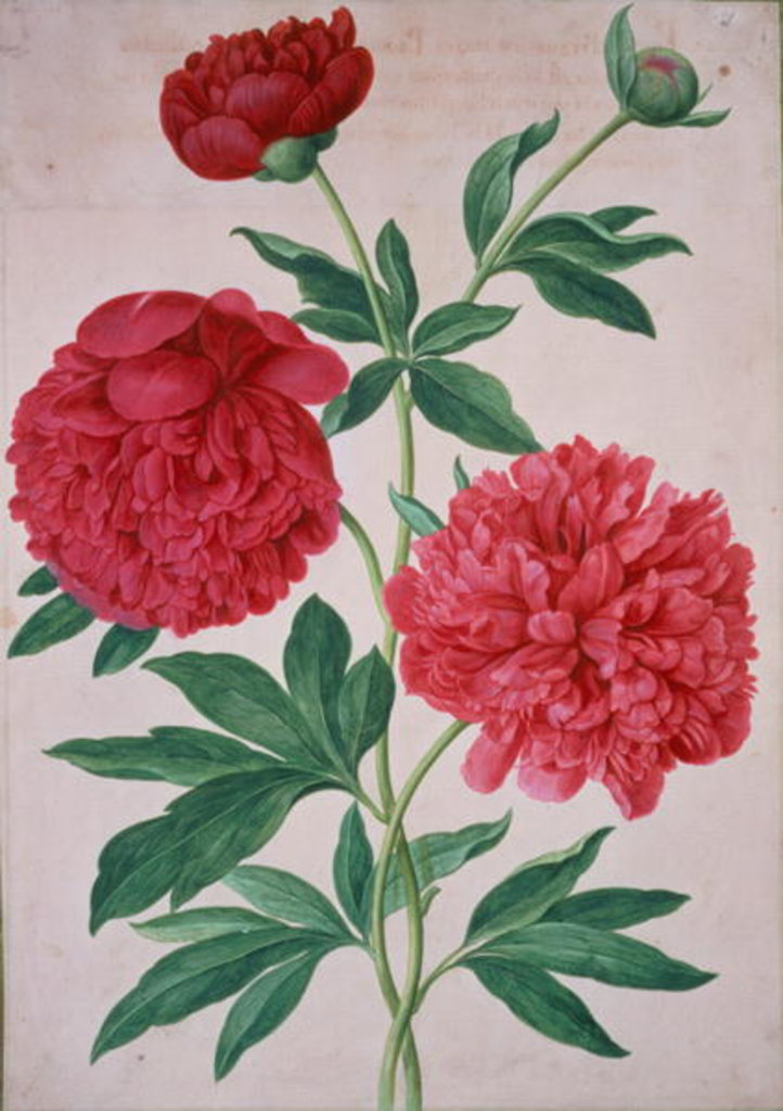 Detail of Peonies by Johann Jakob Walther