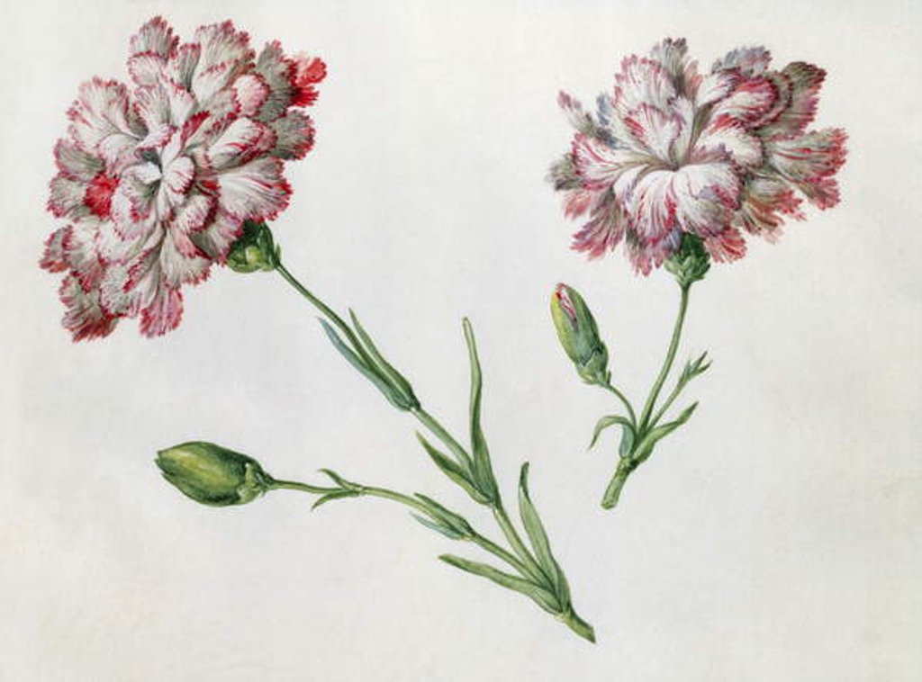 Detail of Carnations by Claude Aubriet