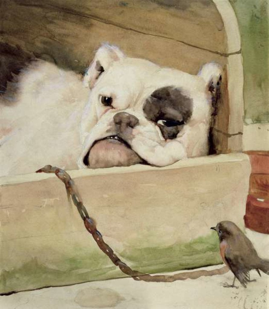 Detail of Bulldog, 1927 by Cecil Charles Windsor Aldin