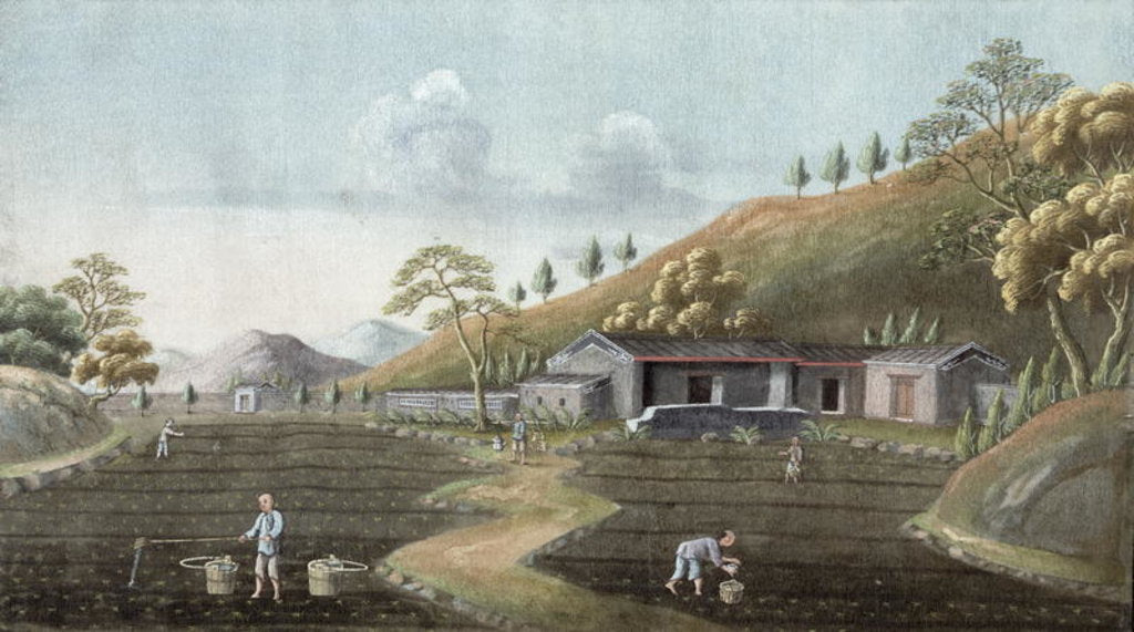 Detail of Tea planting by School Chinese