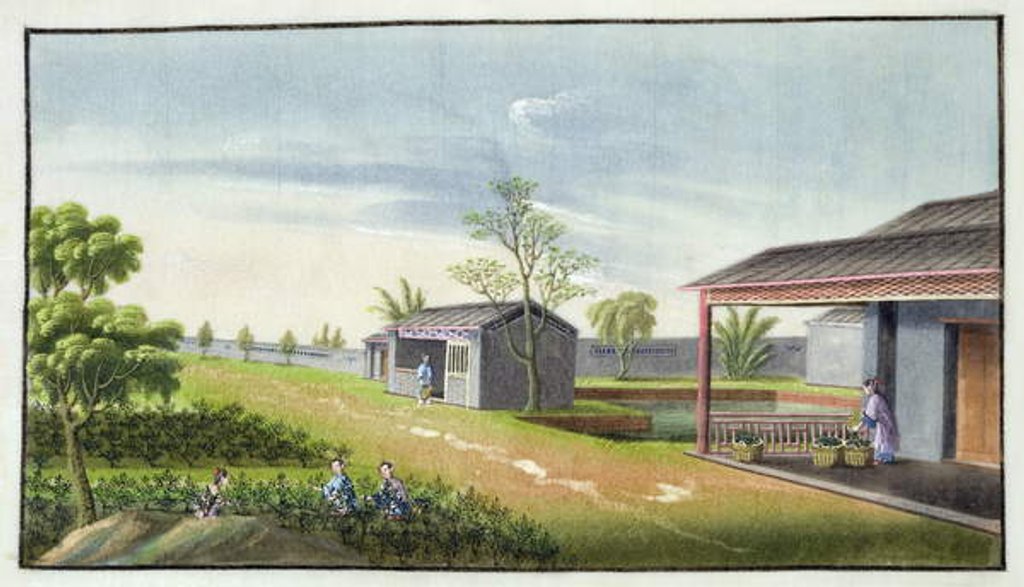 Detail of Tending tea plants by School Chinese