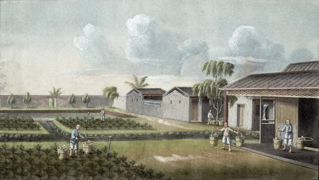 Detail of Watering tea plants by School Chinese