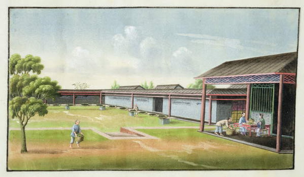 Detail of Sorting small leaves for drying by School Chinese