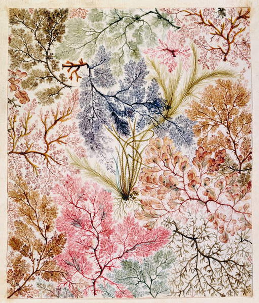 Detail of Textile design, c.1788-92 by William Kilburn