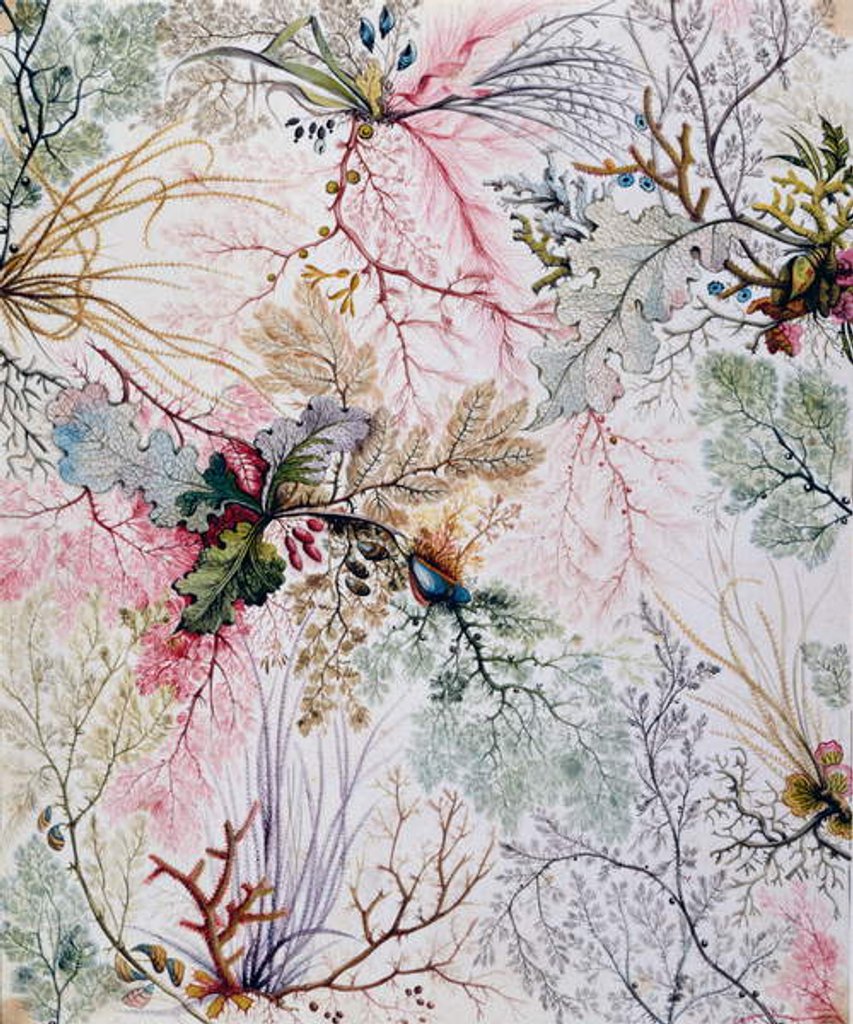Detail of Textile design, c.1788-92 by William Kilburn