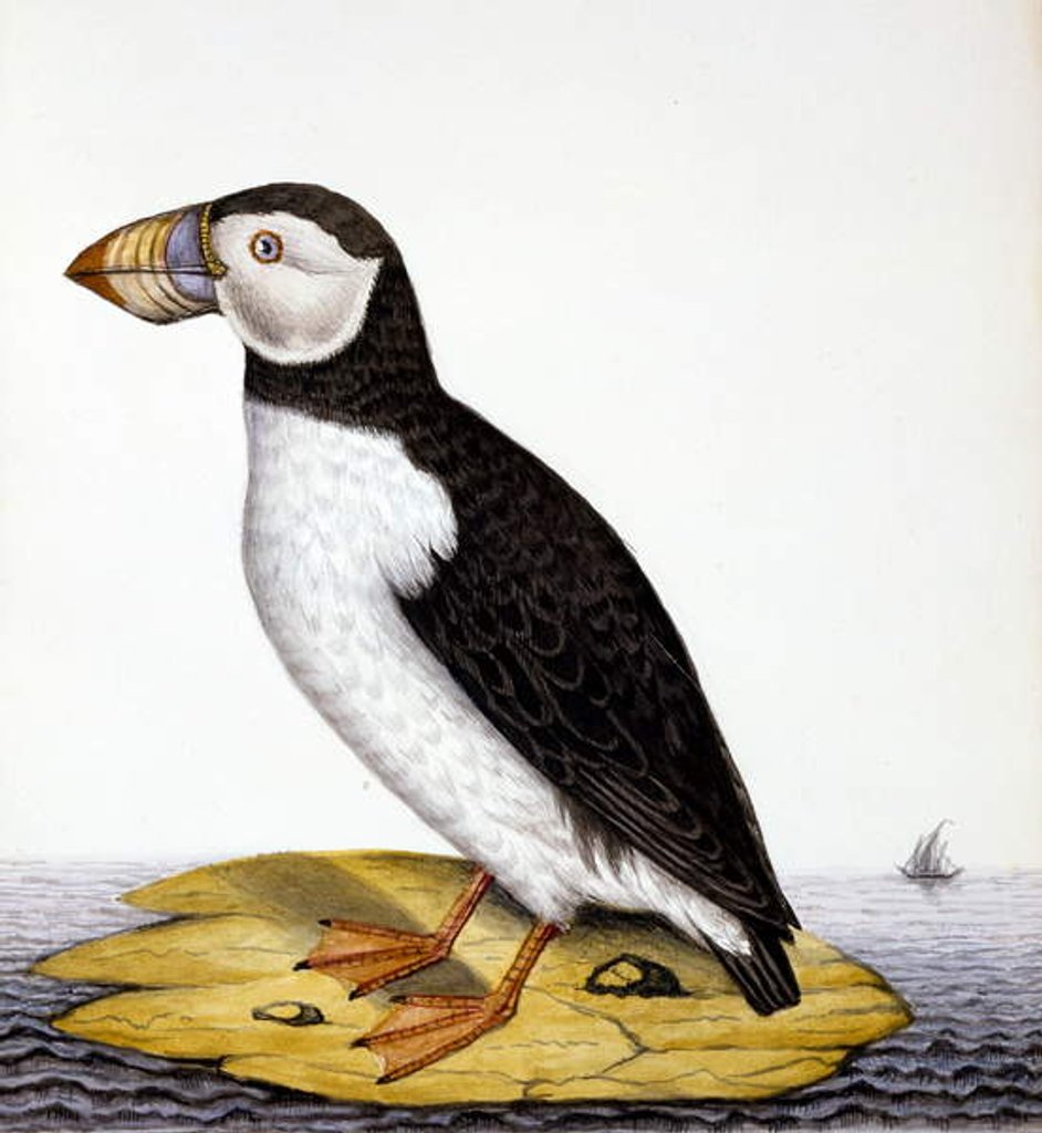 Detail of Puffin, marmon fratercula, c.1840 by French School