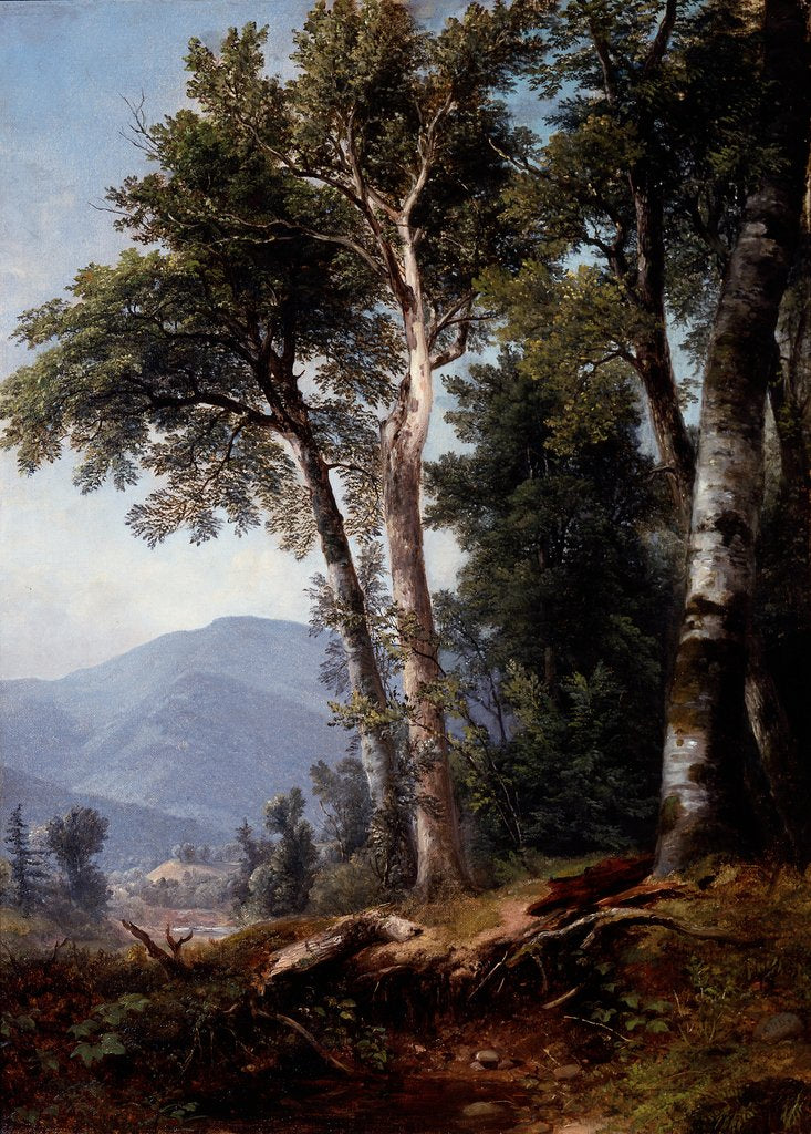 Detail of Woodland Landscape, c.1850 by Asher Brown Durand