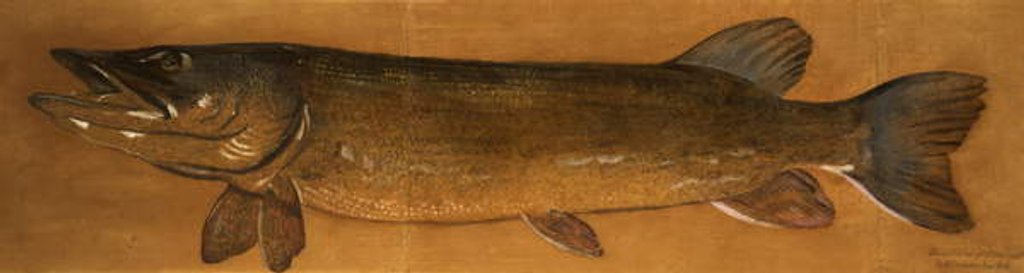 Detail of Pike by Henry Thomson