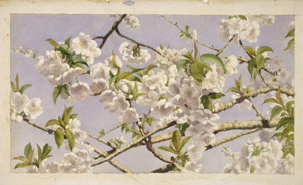 Detail of Apple Blossoms, c.1874 by John William Hill